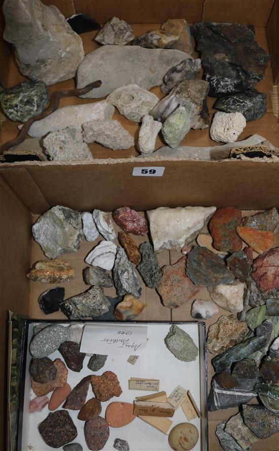 A collection of fossils, etc.